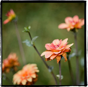 Cinnamon Rose Example - Classic Collection - Clarity + Less Beachy Actions
